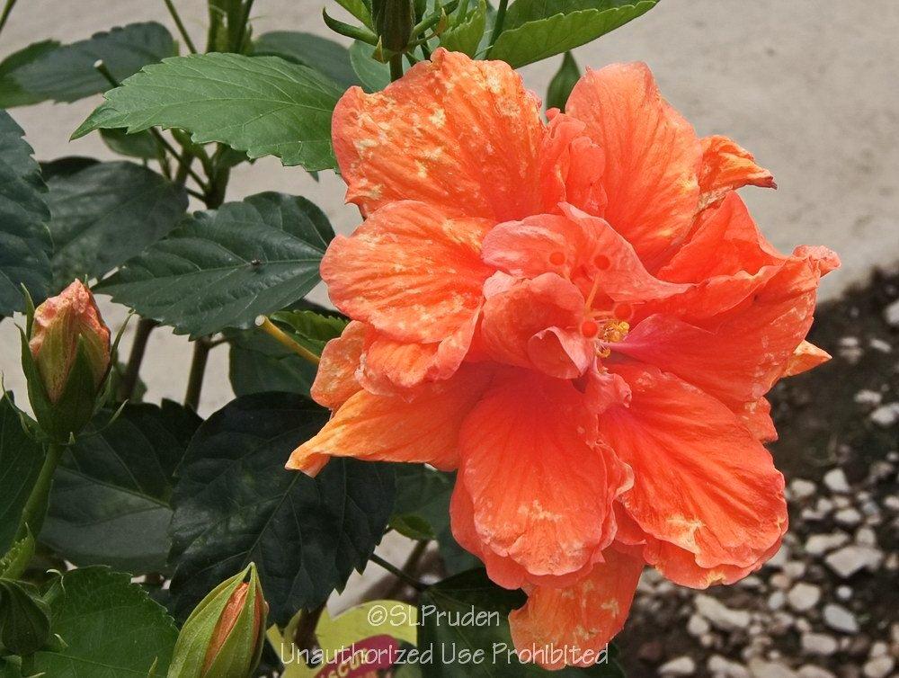 Photo of Tropical Hibiscus (Hibiscus rosa-sinensis 'Jane Cowl') uploaded by DaylilySLP