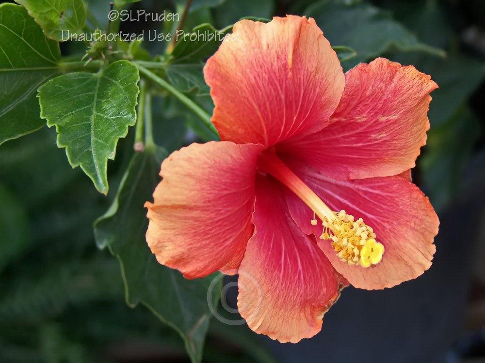 Photo of Tropical Hibiscus (Hibiscus rosa-sinensis 'Mrs. Jimmy Spangler') uploaded by DaylilySLP