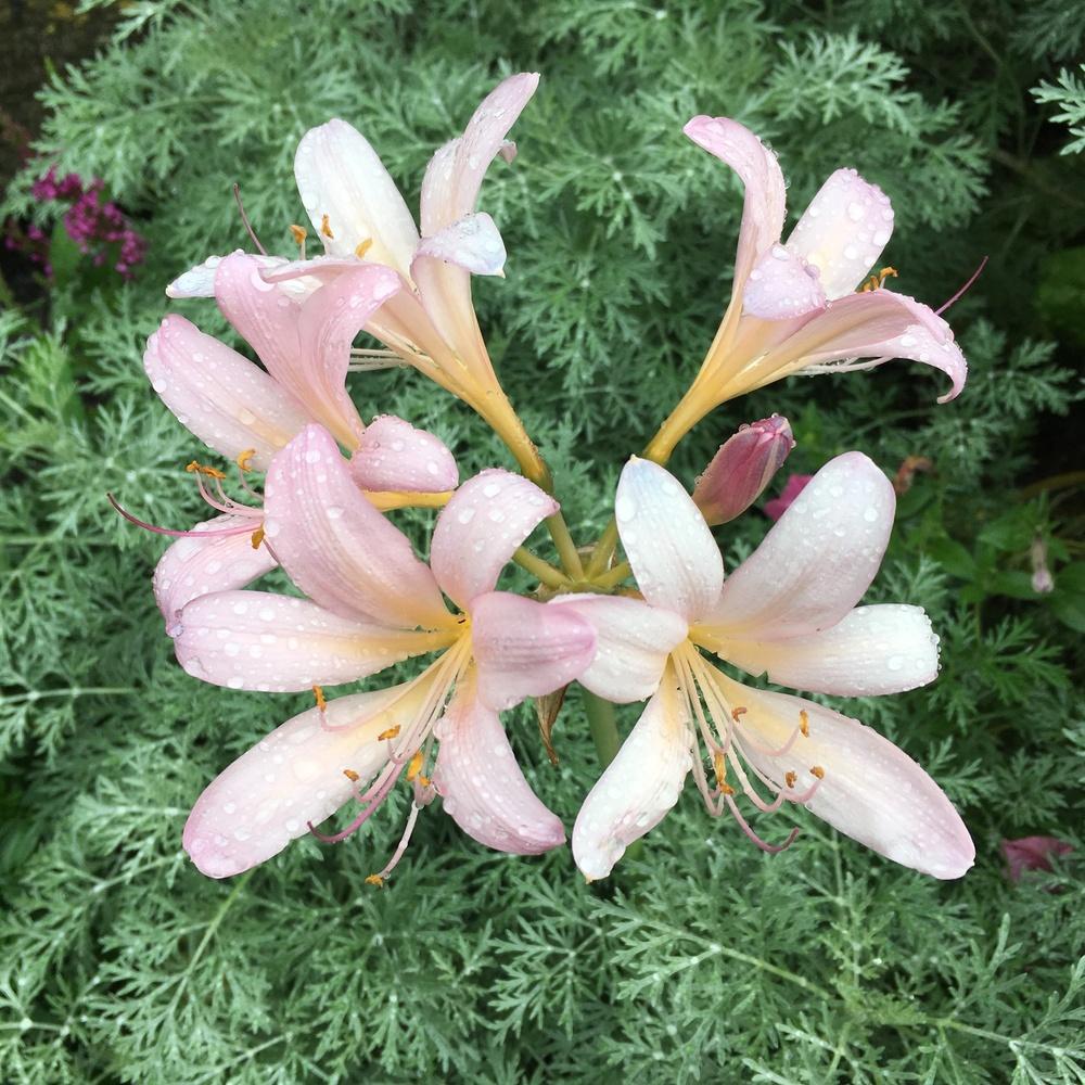 Photo of Surprise Lily (Lycoris squamigera) uploaded by csandt