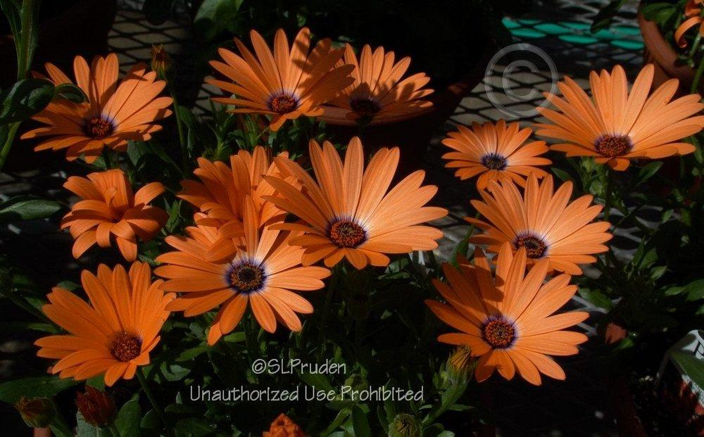 Photo of African Daisy (Osteospermum Symphony™ Orange Symphony) uploaded by DaylilySLP