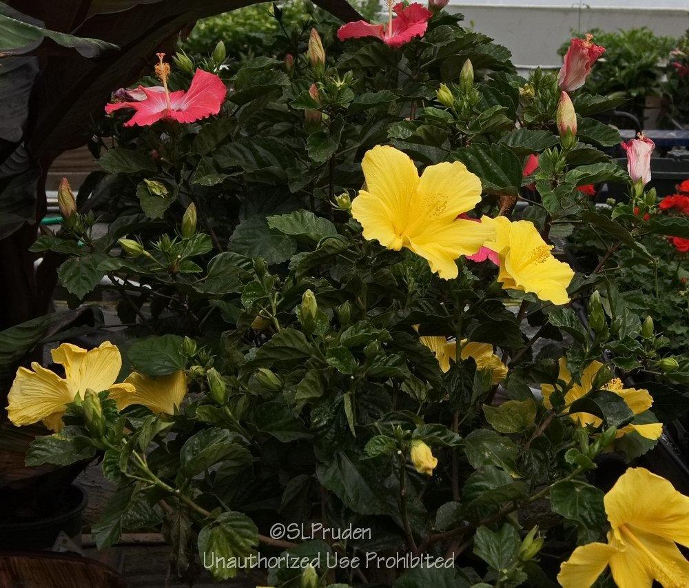 Photo of Tropical Hibiscuses (Hibiscus rosa-sinensis) uploaded by DaylilySLP