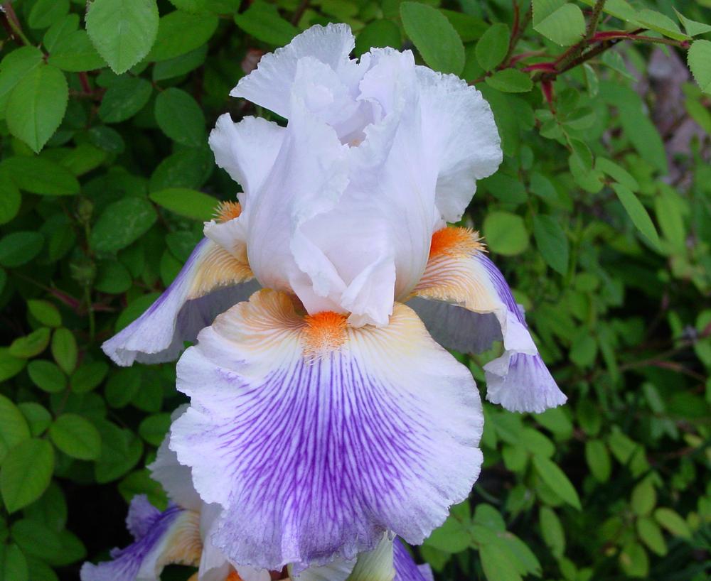 Photo of Tall Bearded Iris (Iris 'Puccini') uploaded by MaryDurtschi