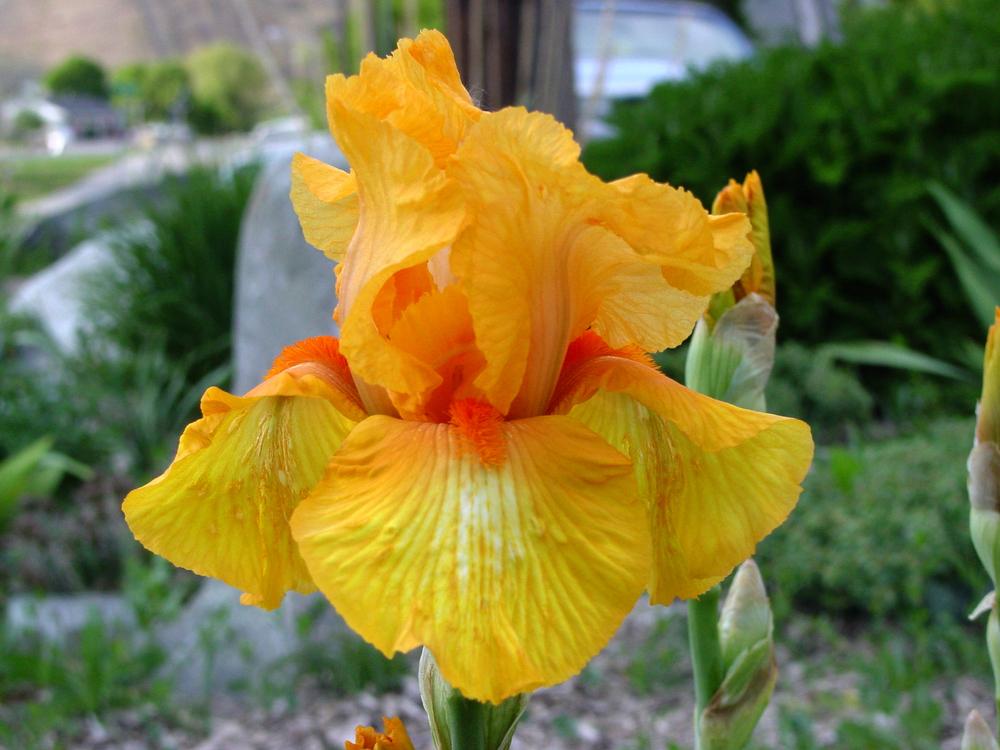 Photo of Tall Bearded Iris (Iris 'Son of Star') uploaded by MaryDurtschi