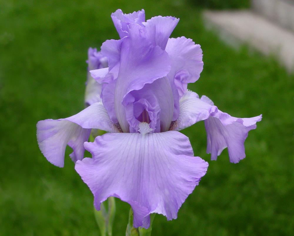 Photo of Tall Bearded Iris (Iris 'Mary Frances') uploaded by MaryDurtschi