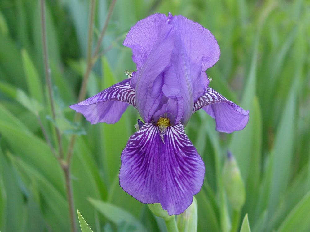 Photo of Tall Bearded Iris (Iris 'Monsignor') uploaded by MaryDurtschi