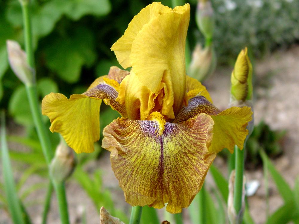 Photo of Tall Bearded Iris (Iris 'Desert Echo') uploaded by MaryDurtschi