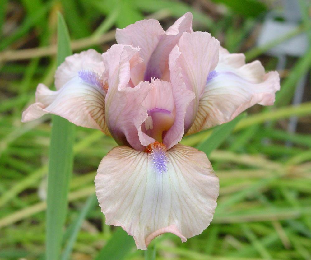 Photo of Intermediate Bearded Iris (Iris 'Softly') uploaded by MaryDurtschi
