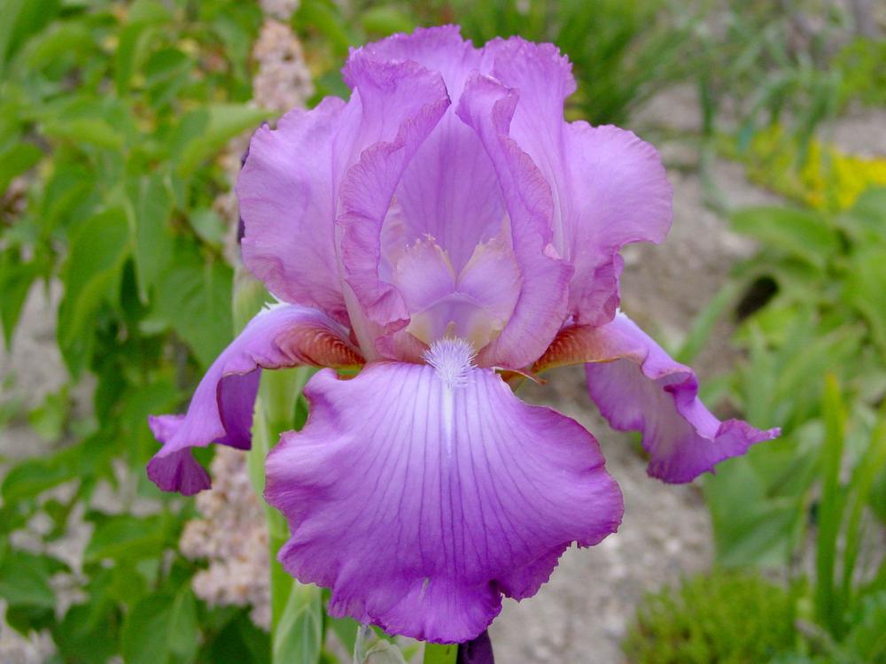 Photo of Tall Bearded Iris (Iris 'Amethyst Flame') uploaded by MaryDurtschi