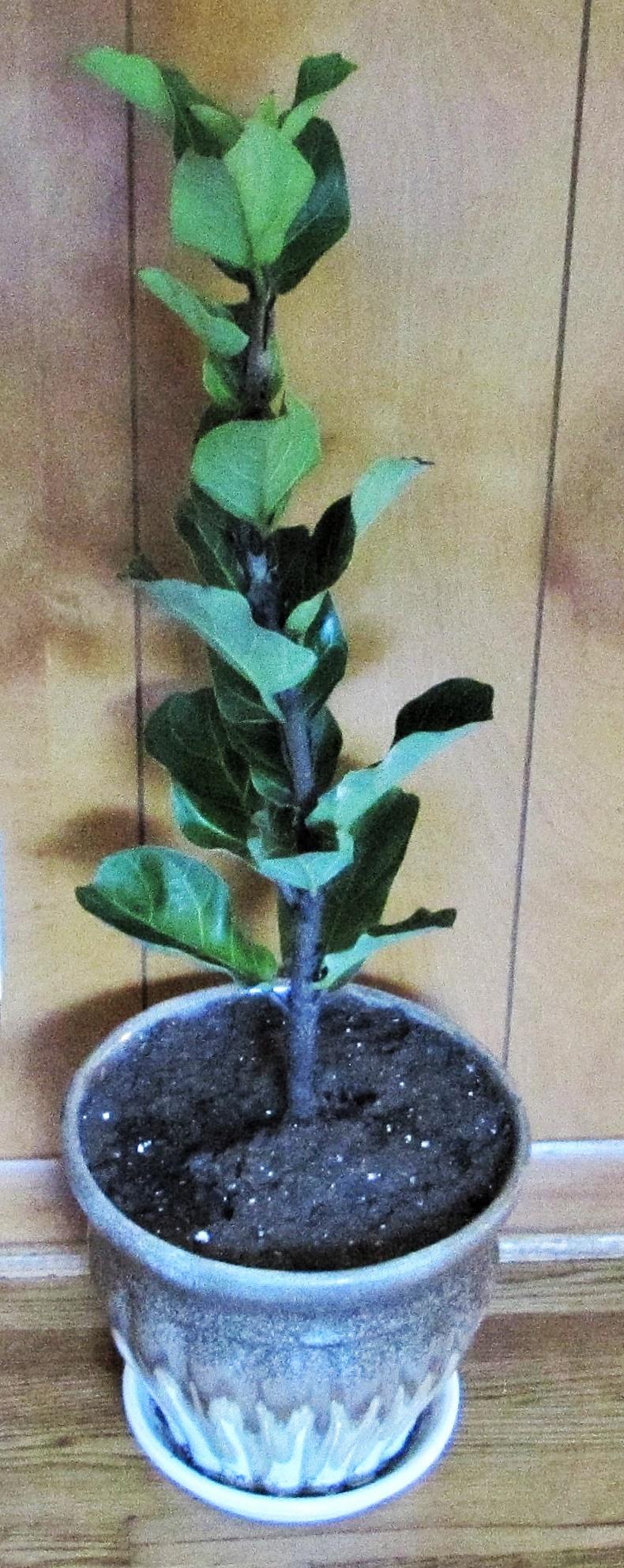 Photo of Fiddle Leaf Fig (Ficus lyrata) uploaded by SongofJoy