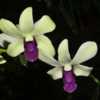Orchid (Dendrobium Woon Leng 'Red Lips')