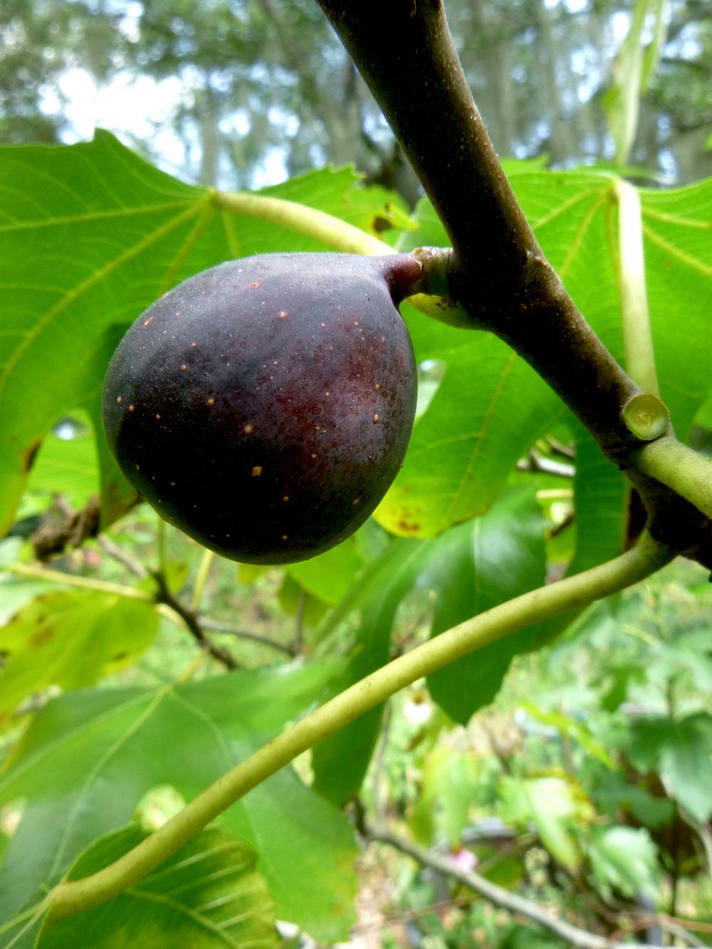 Photo of Common Fig (Ficus carica 'Violette de Bordeaux') uploaded by scvirginia