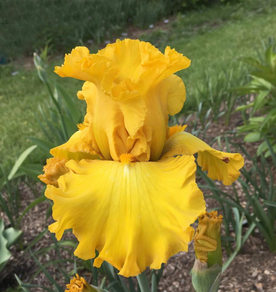 Photo of Tall Bearded Iris (Iris 'Sunblaze') uploaded by MaryDurtschi