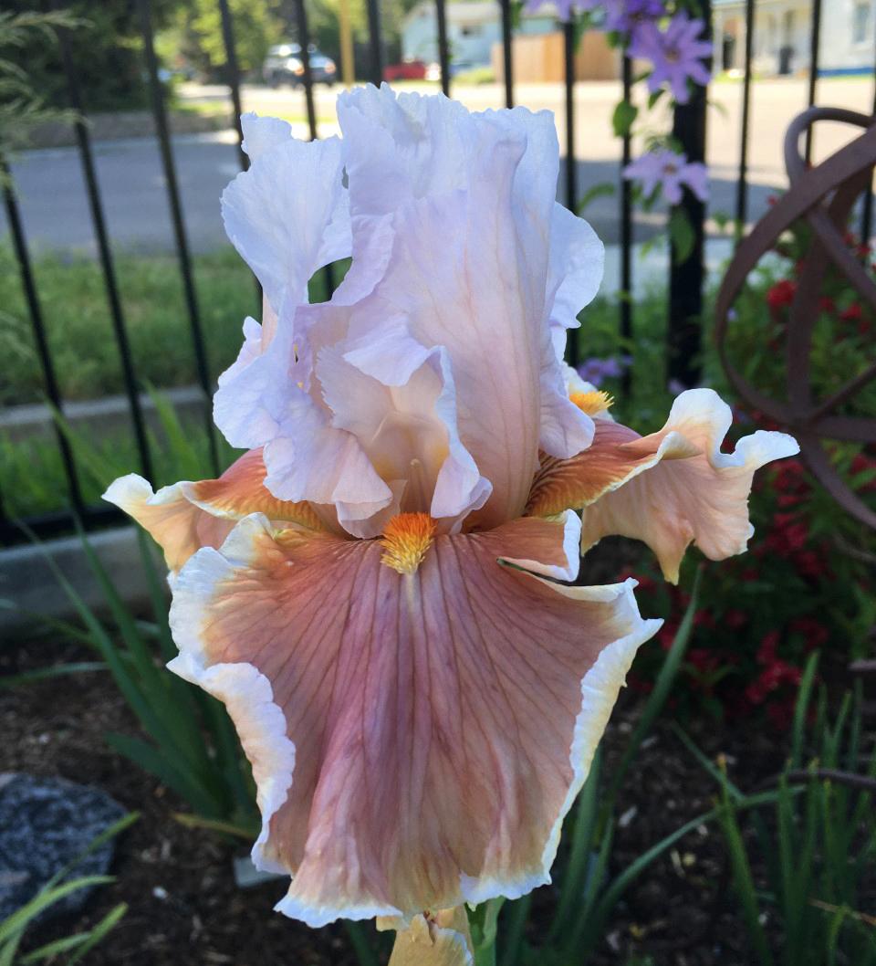 Photo of Tall Bearded Iris (Iris 'Magharee') uploaded by MaryDurtschi