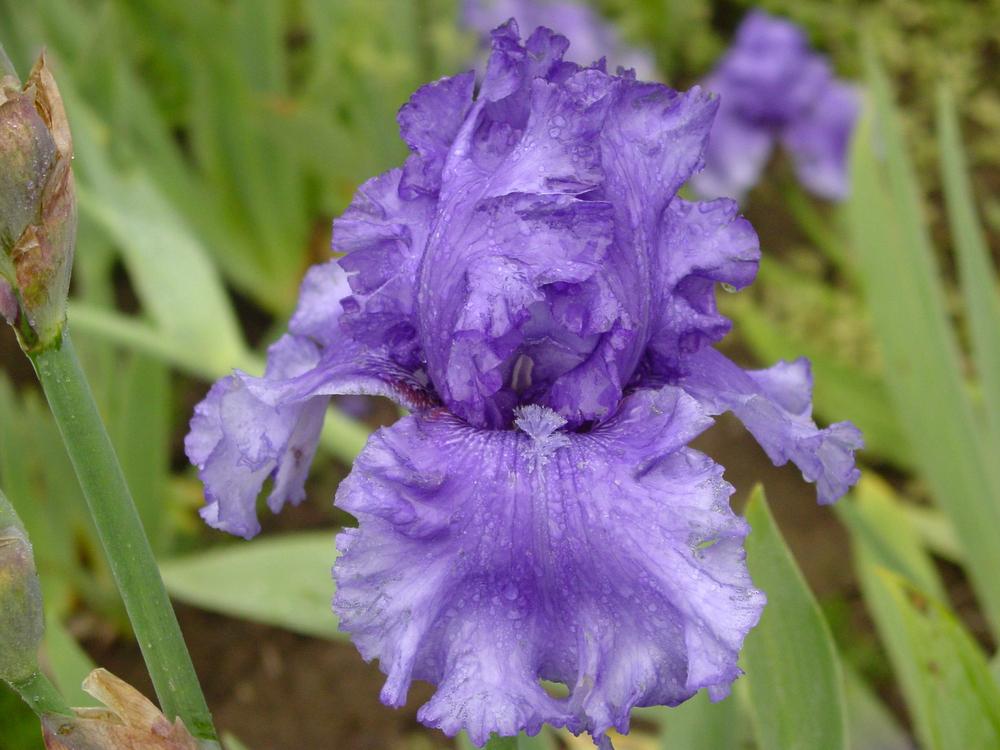 Photo of Tall Bearded Iris (Iris 'Honky Tonk Blues') uploaded by MaryDurtschi