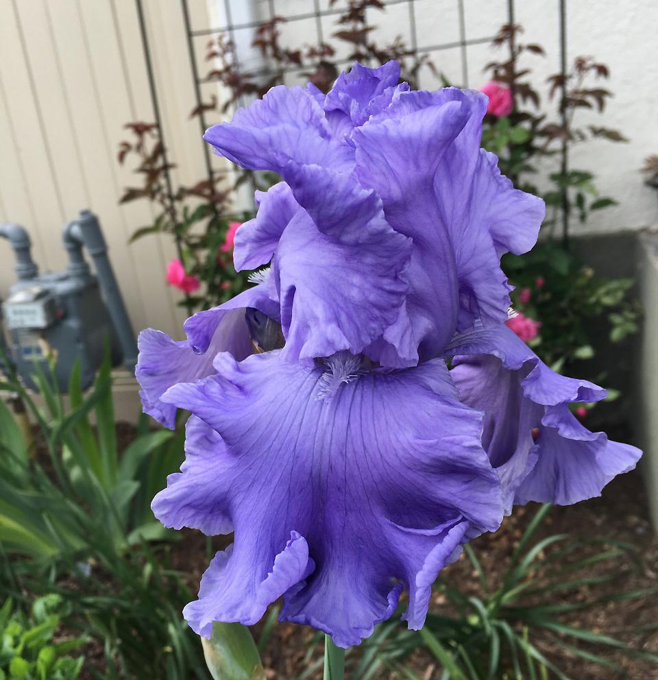 Photo of Tall Bearded Iris (Iris 'Abiqua Falls') uploaded by MaryDurtschi