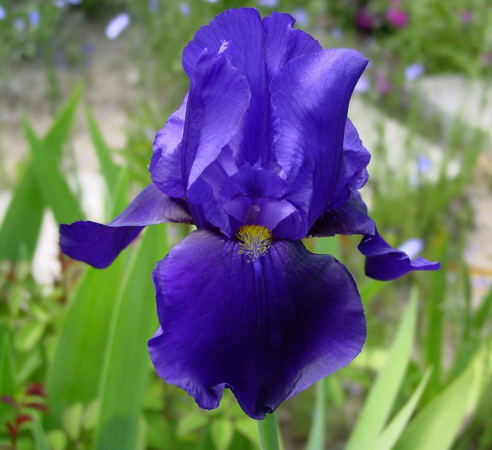 Photo of Tall Bearded Iris (Iris 'Allegiance') uploaded by MaryDurtschi