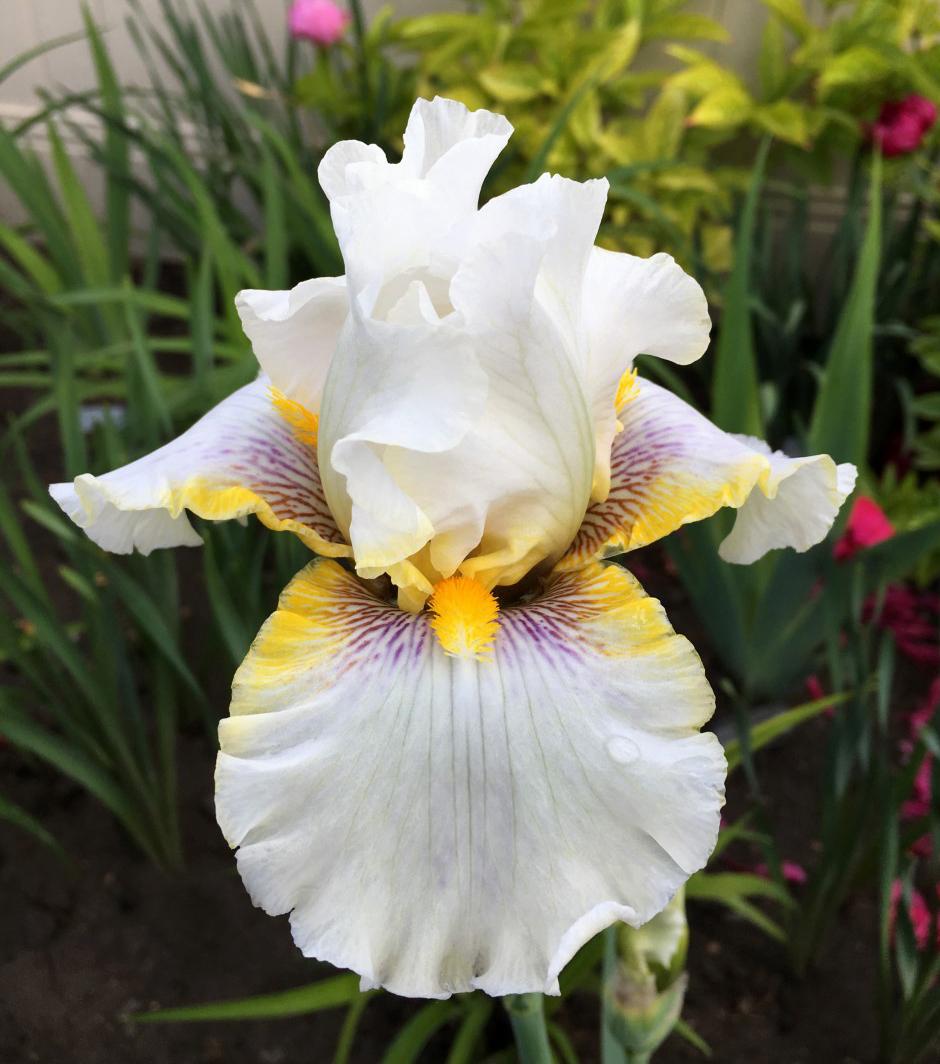 Photo of Tall Bearded Iris (Iris 'Goldkist') uploaded by MaryDurtschi
