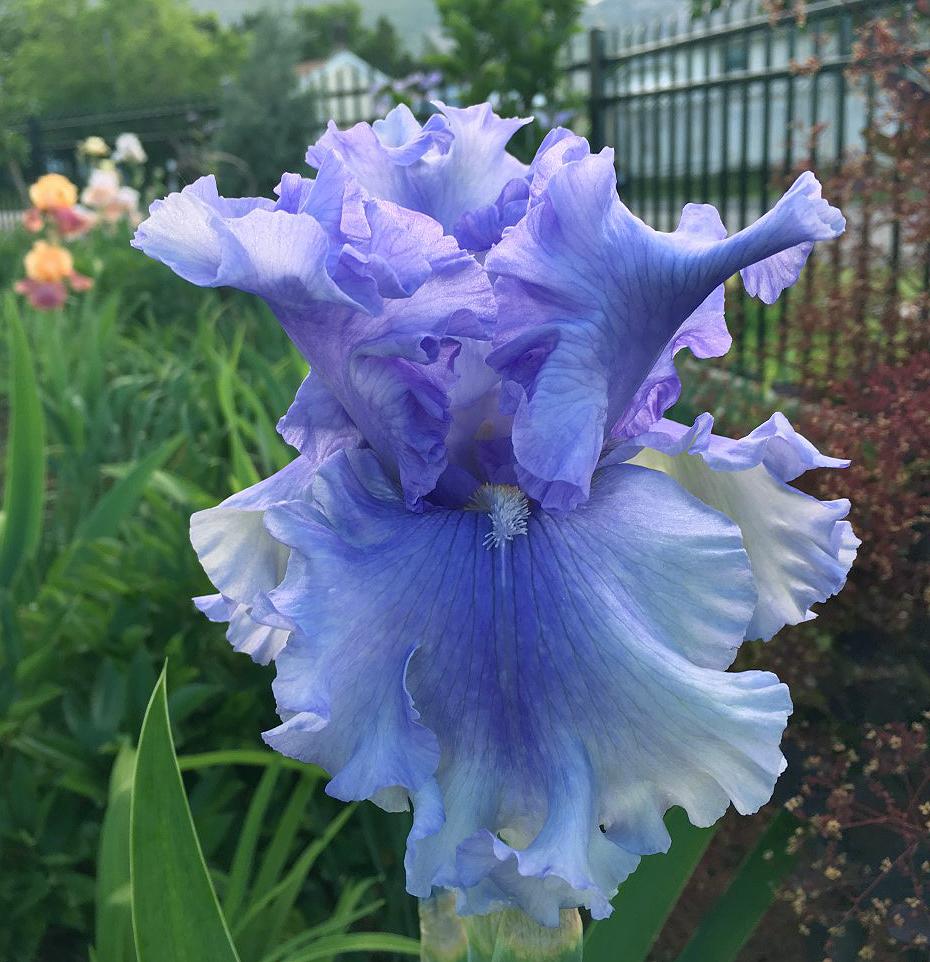 Photo of Tall Bearded Iris (Iris 'Raging Tide') uploaded by MaryDurtschi