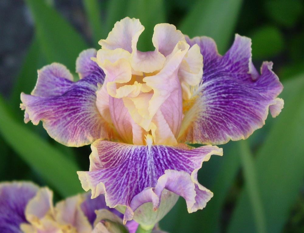 Photo of Tall Bearded Iris (Iris 'Flights of Fancy') uploaded by MaryDurtschi