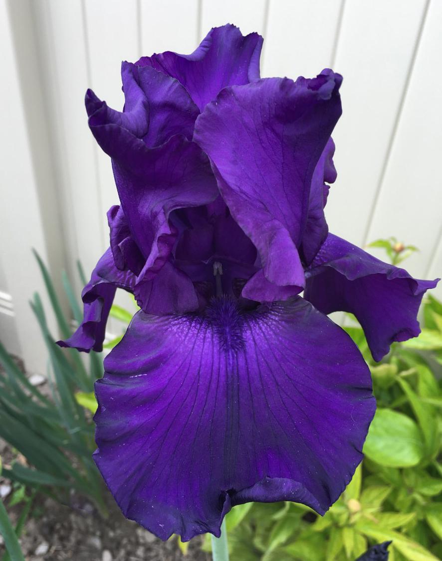 Photo of Tall Bearded Iris (Iris 'Titan's Glory') uploaded by MaryDurtschi