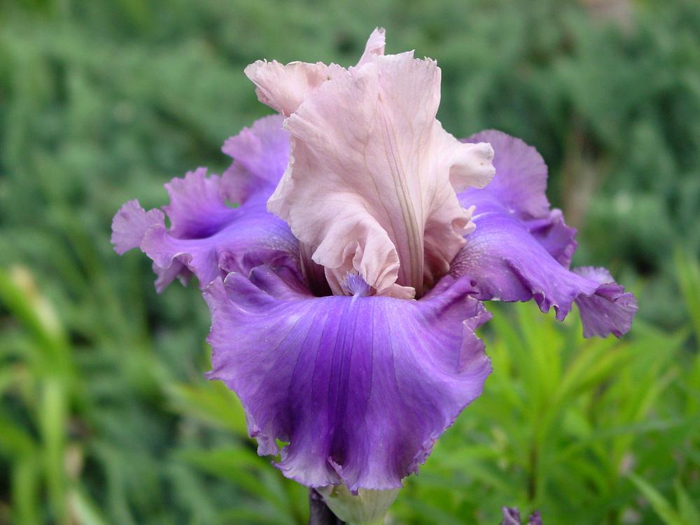 Photo of Tall Bearded Iris (Iris 'Sotto Voce') uploaded by MaryDurtschi