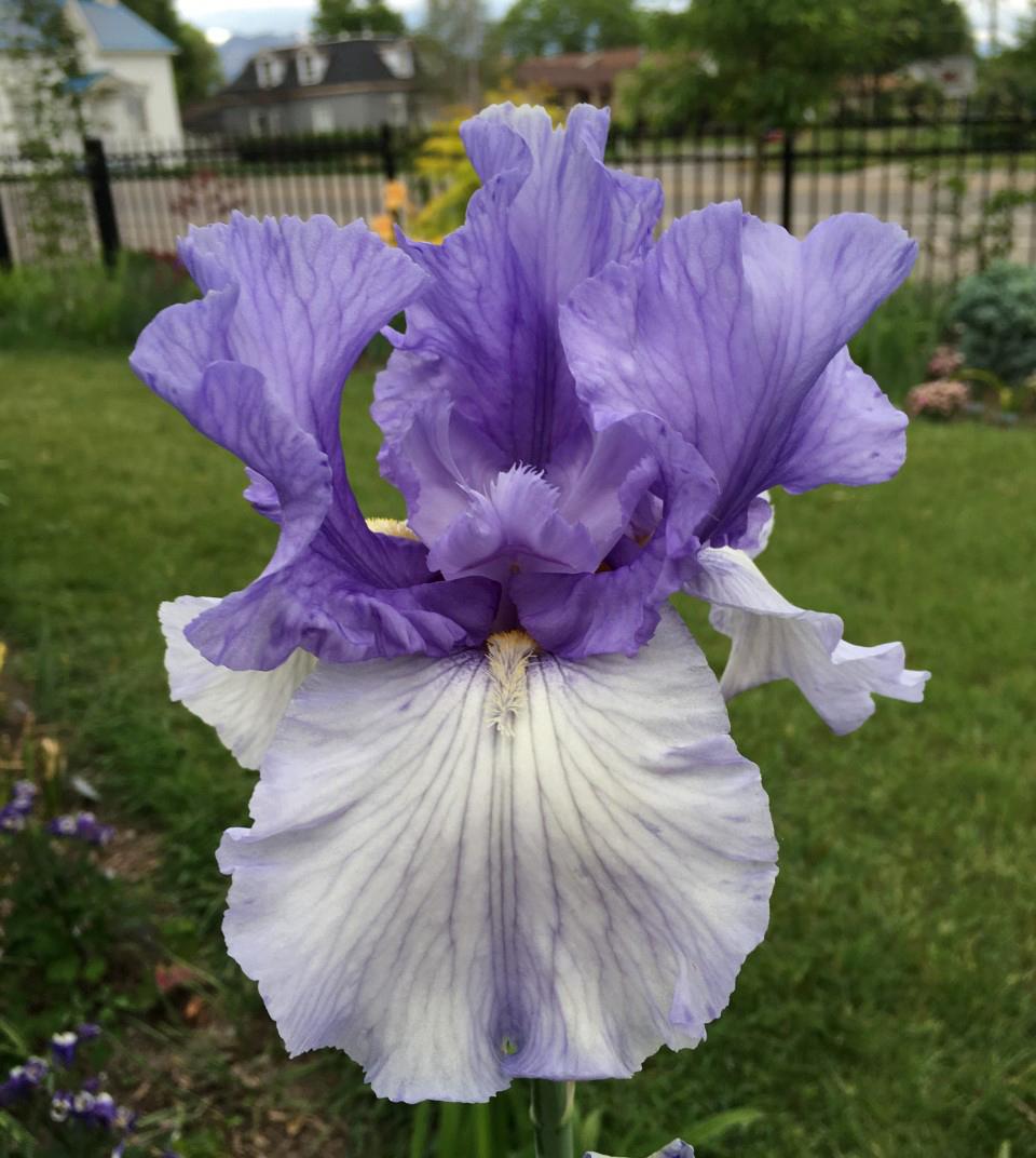 Photo of Tall Bearded Iris (Iris 'Winter Adventure') uploaded by MaryDurtschi