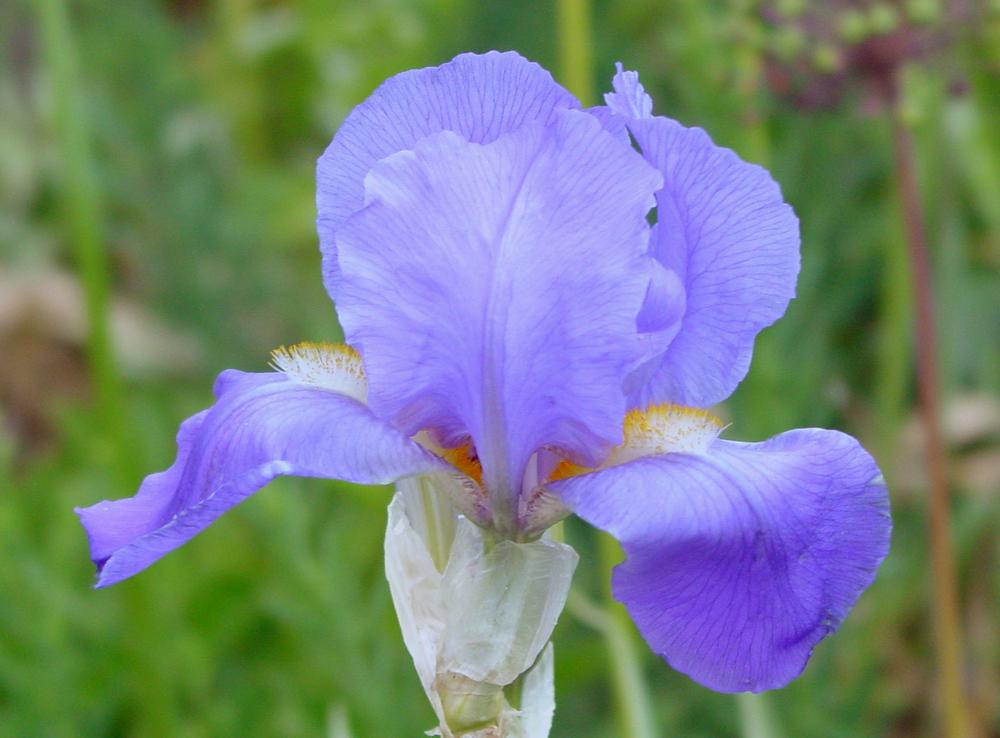Photo of Species Iris (Iris pallida 'Zebra') uploaded by MaryDurtschi