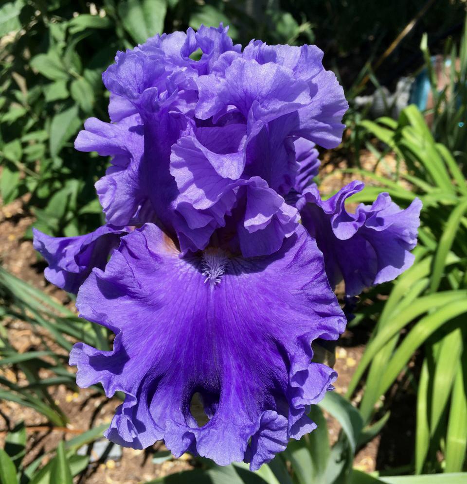 Photo of Tall Bearded Iris (Iris 'Sea Power') uploaded by MaryDurtschi