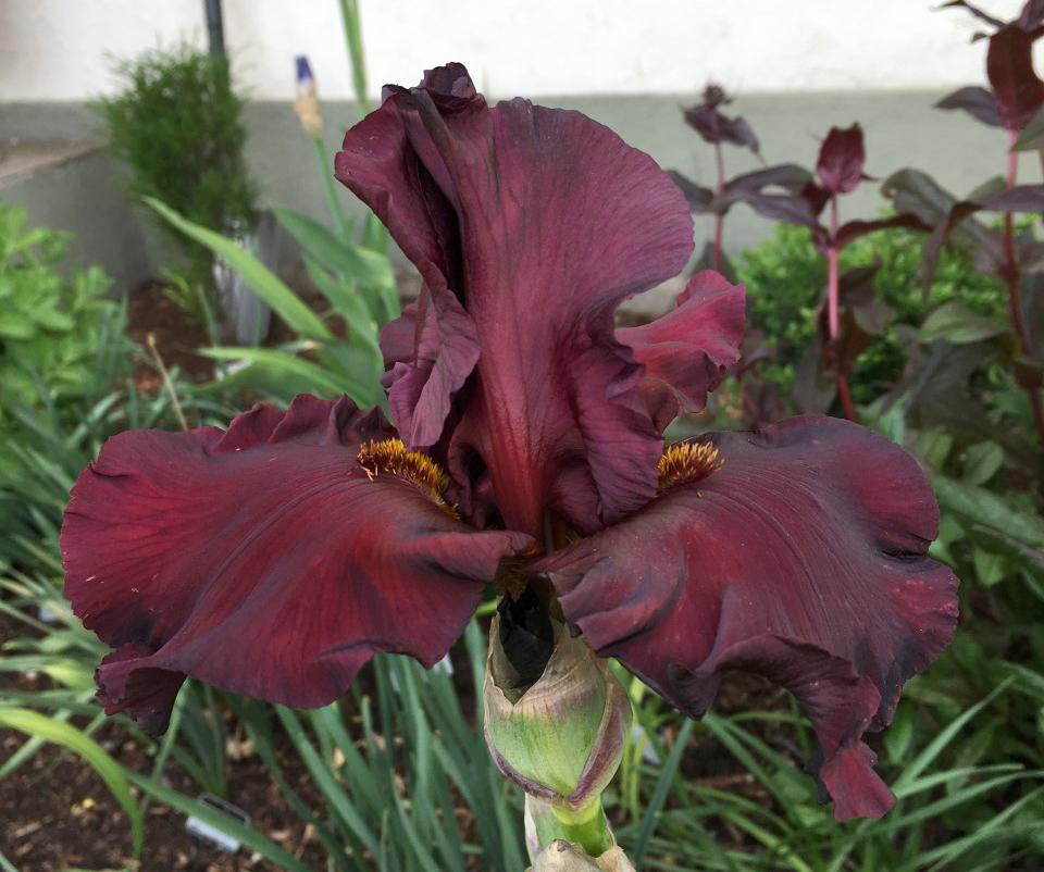Photo of Tall Bearded Iris (Iris 'Dynamite') uploaded by MaryDurtschi