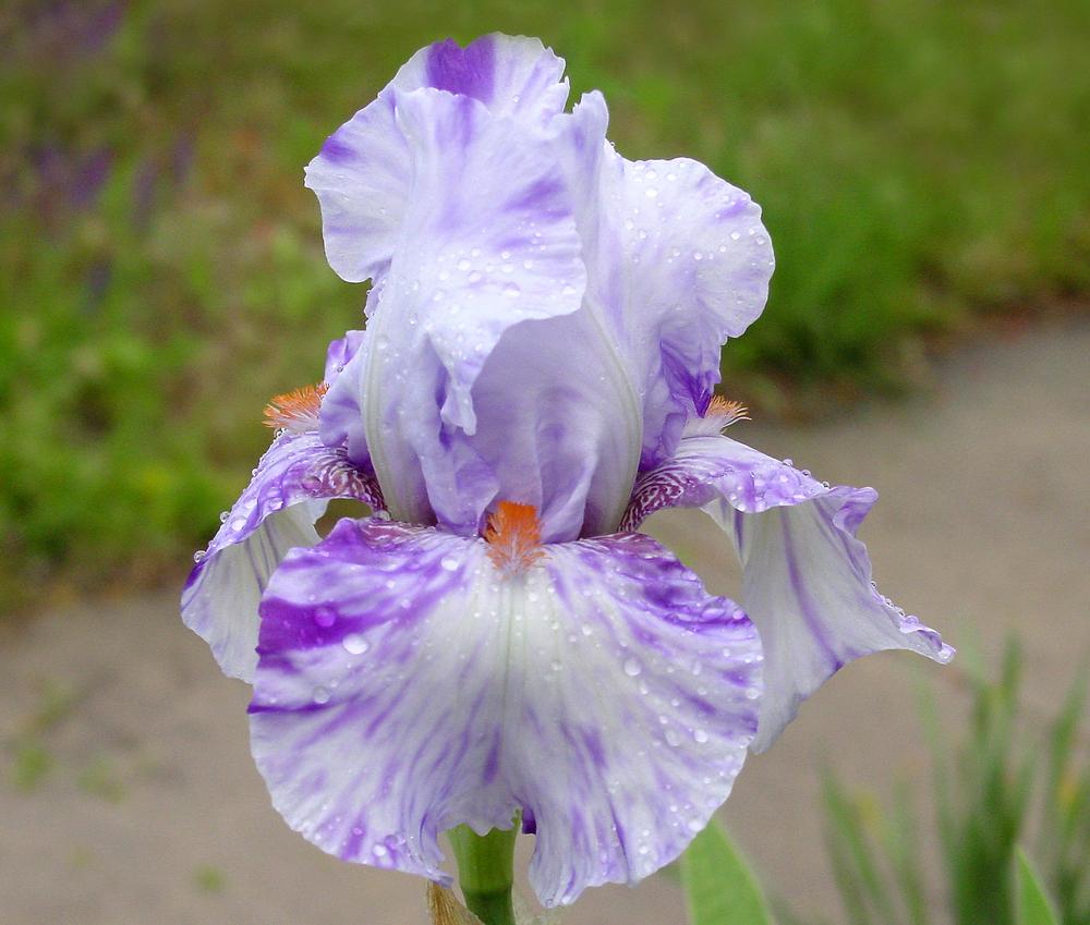 Photo of Tall Bearded Iris (Iris 'Brindled Beauty') uploaded by MaryDurtschi