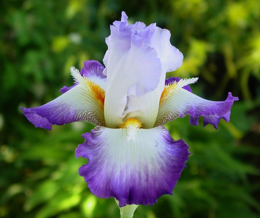 Photo of Tall Bearded Iris (Iris 'Conjuration') uploaded by MaryDurtschi