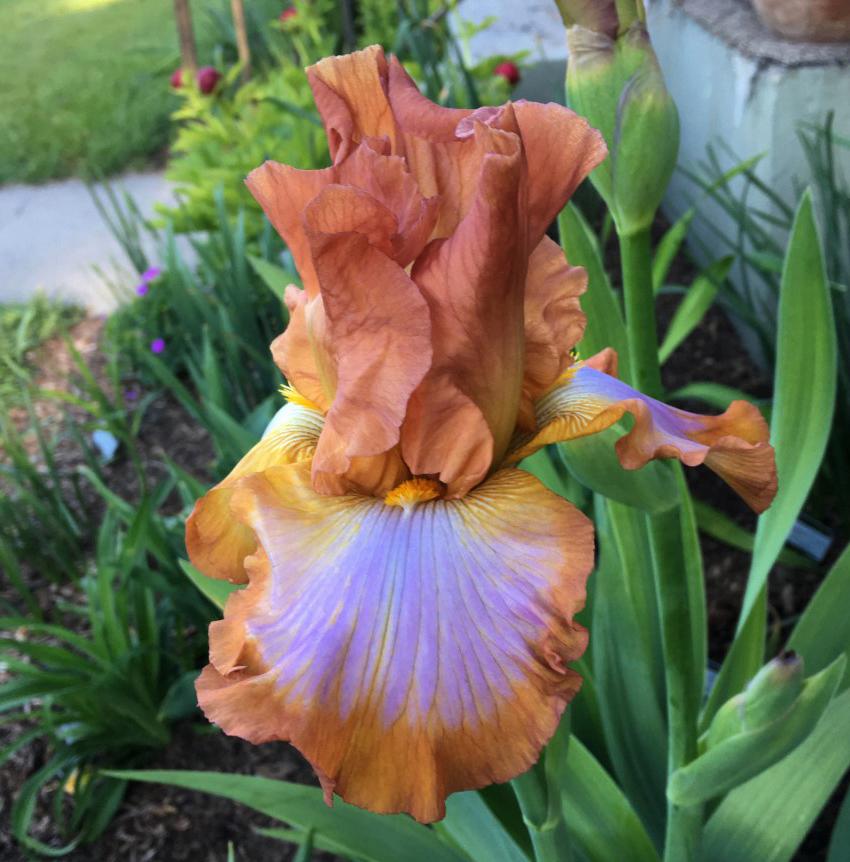 Photo of Tall Bearded Iris (Iris 'Ginger Swirl') uploaded by MaryDurtschi
