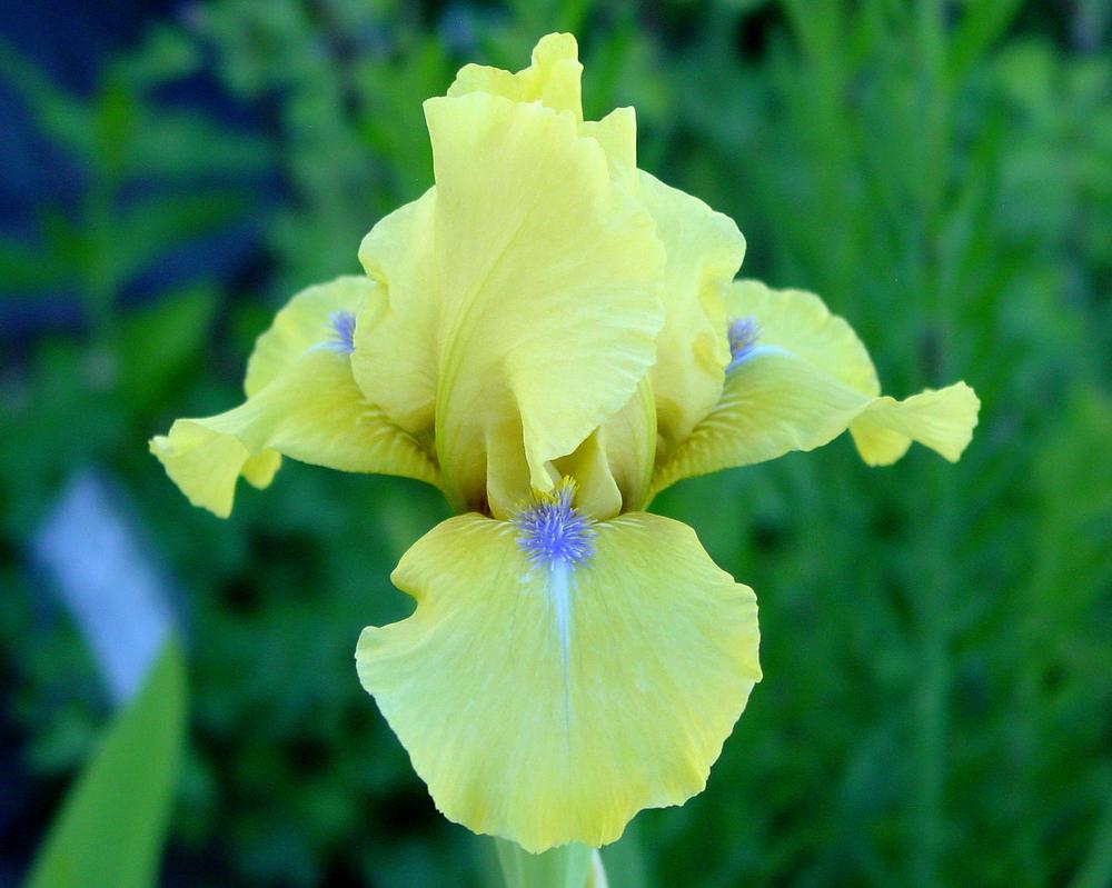 Photo of Intermediate Bearded Iris (Iris 'Blue Eyed Blond') uploaded by MaryDurtschi