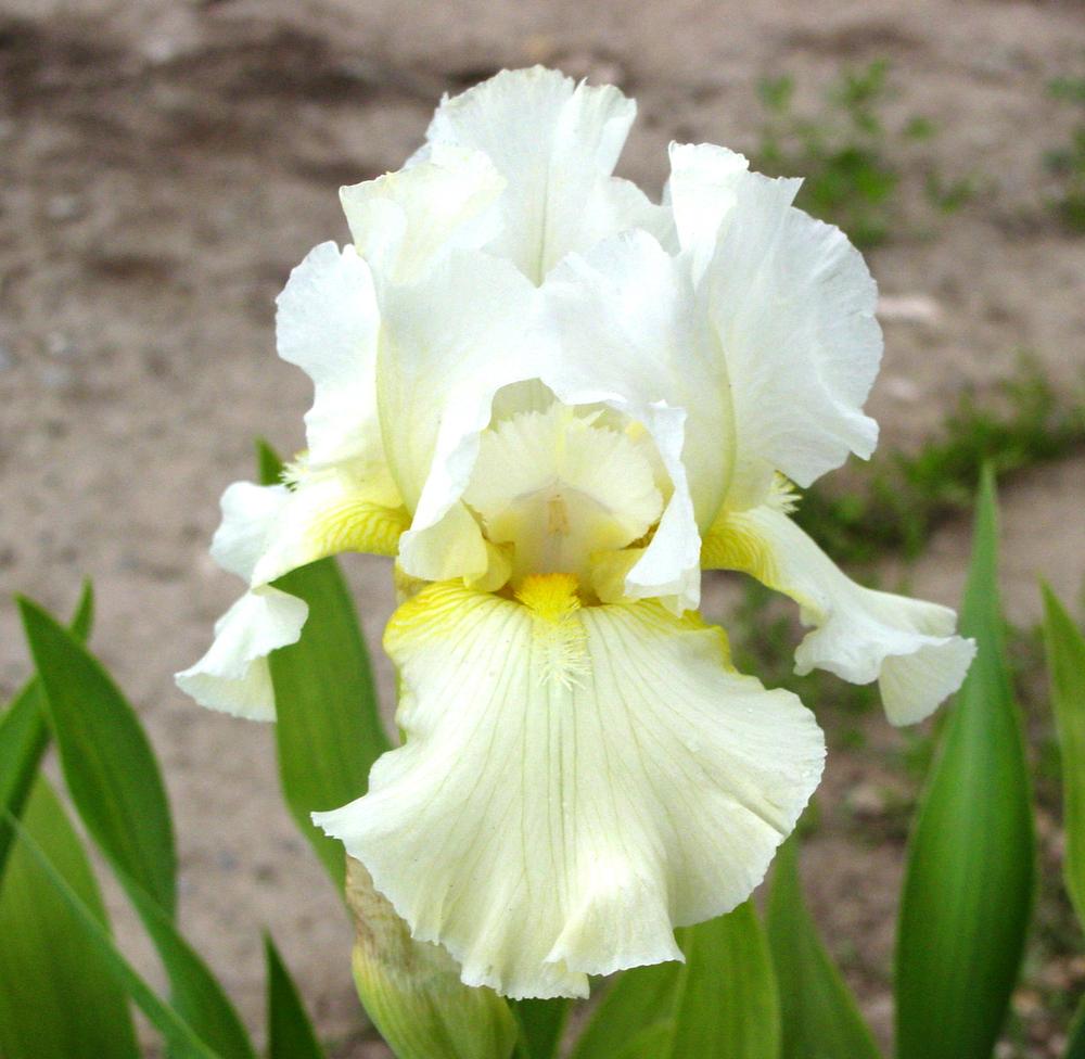 Photo of Tall Bearded Iris (Iris 'Southern Comfort') uploaded by MaryDurtschi