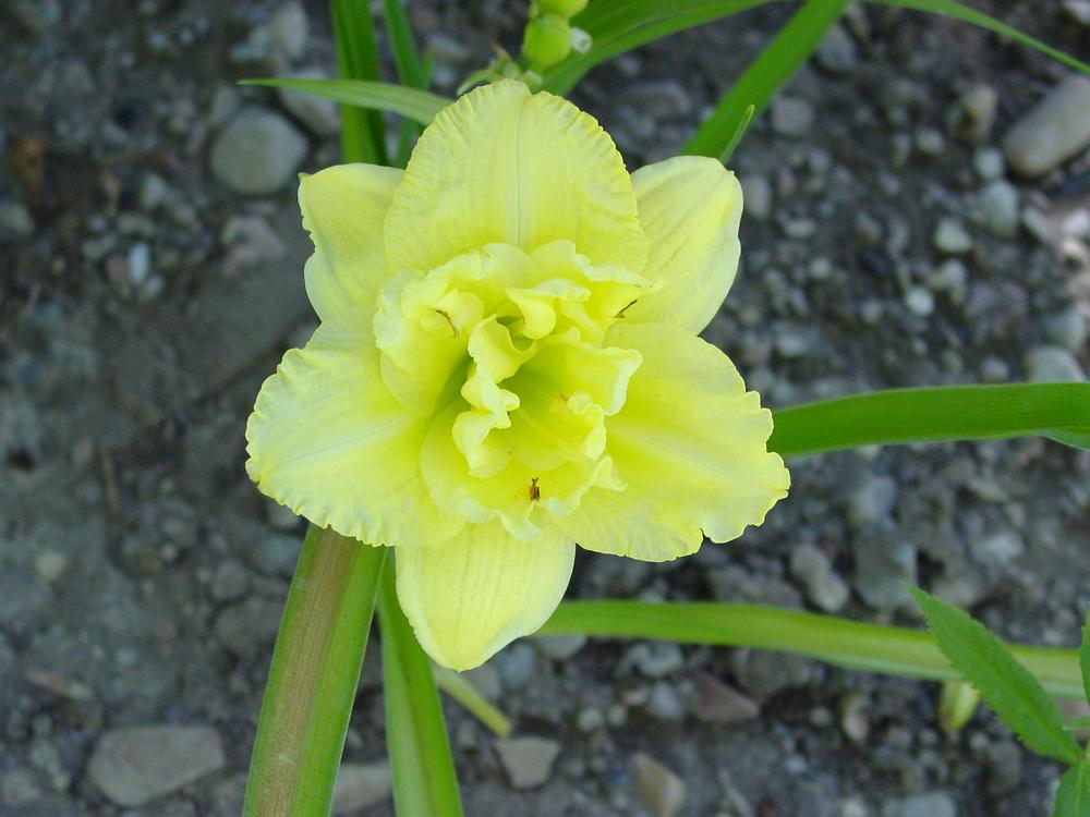 Photo of Daylily (Hemerocallis 'Cabbage Flower') uploaded by MaryDurtschi