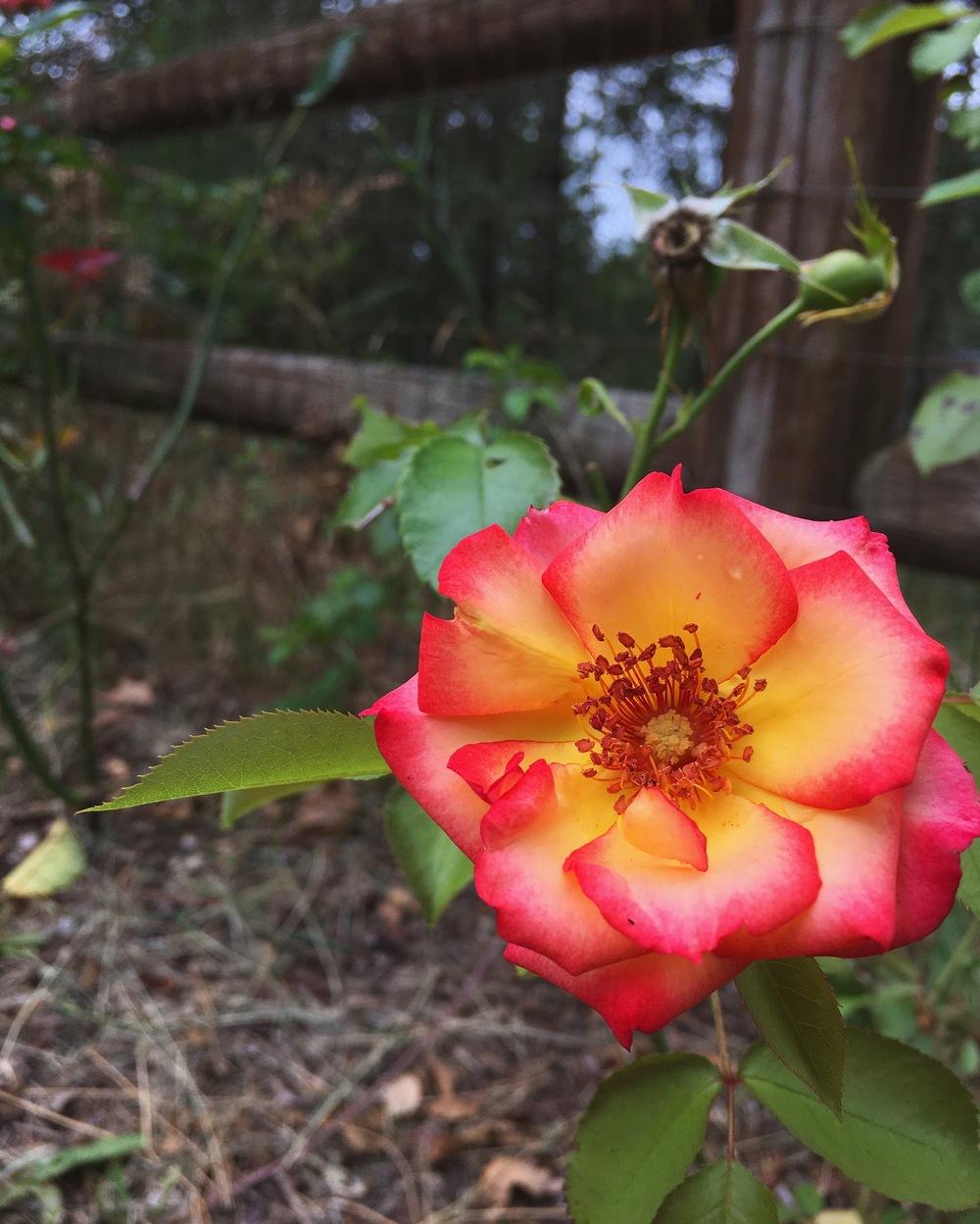 Photo of Rose (Rosa 'Betty Boop') uploaded by NyxOfTheFallen