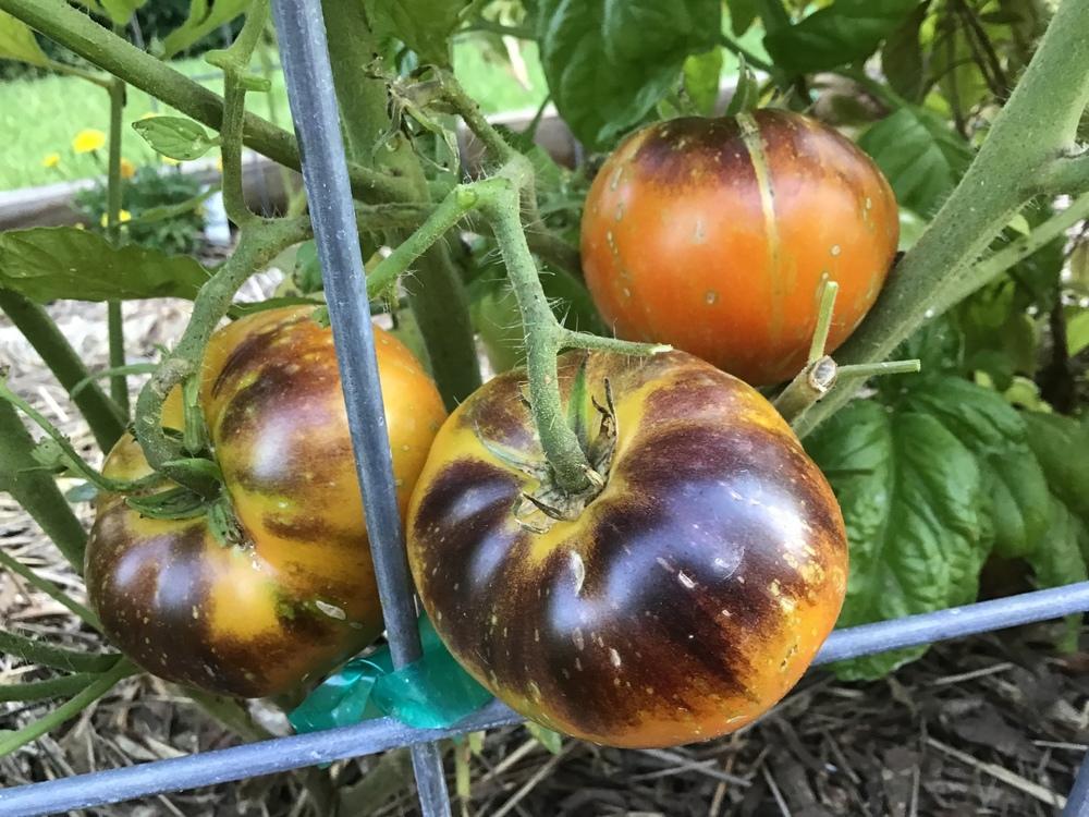 Photo of Tomato (Solanum lycopersicum 'Dark Galaxy') uploaded by gardenfish