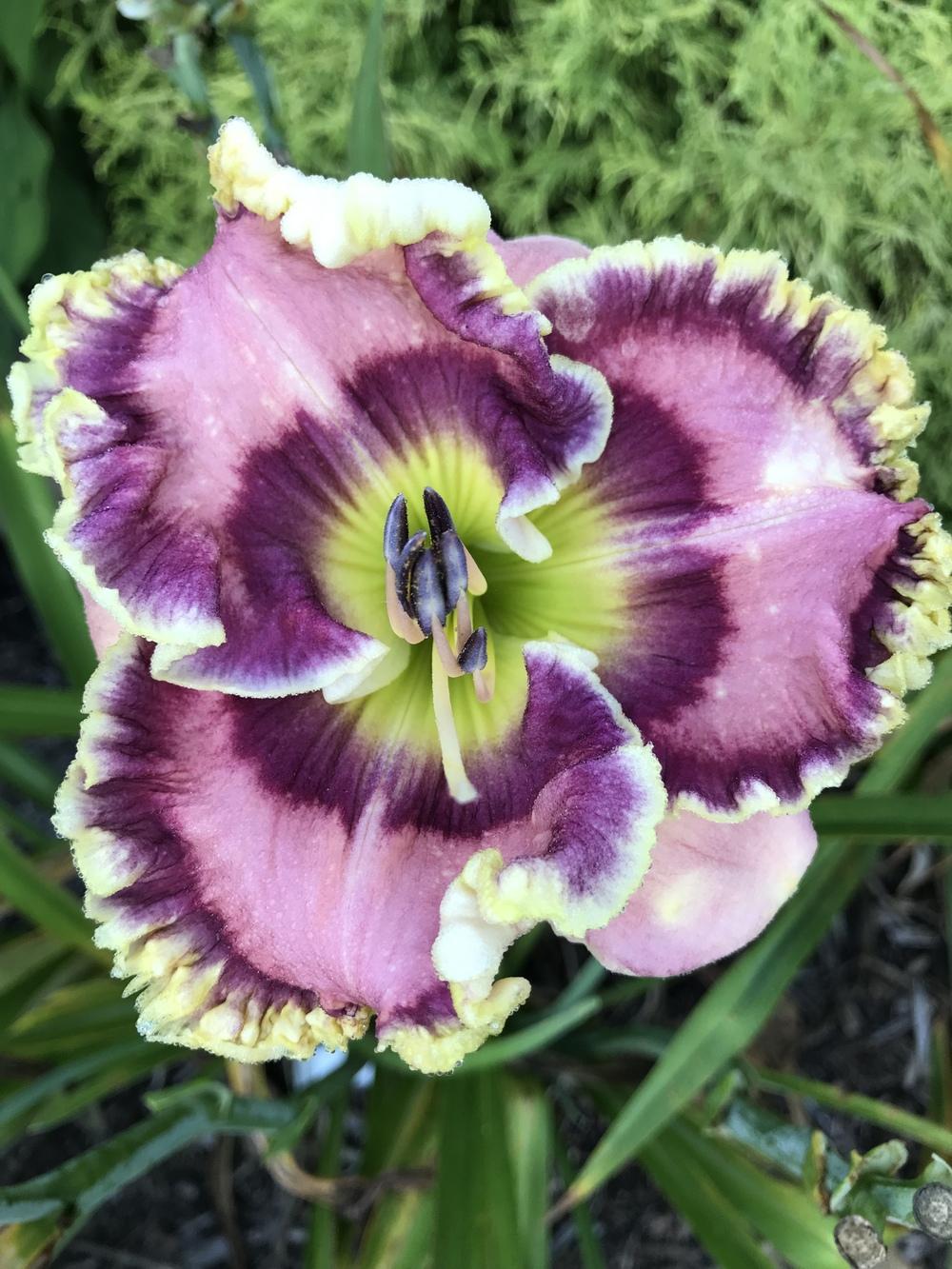 Photo of Daylily (Hemerocallis 'Curb Appeal') uploaded by Legalily