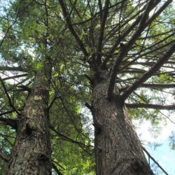 Location: Halifax, Pennsylvania
Date: 2019-08-09
looking up full-grown tree trunks