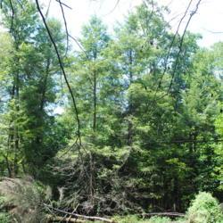 Location: Halifax, Pennsylvania
Date: 2019-08-09
wild trees along creek
