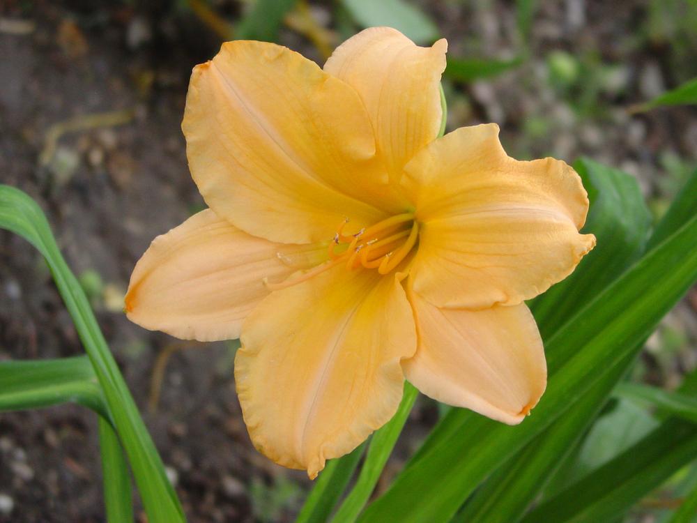 Photo of Daylily (Hemerocallis 'Song of Spring') uploaded by MaryDurtschi