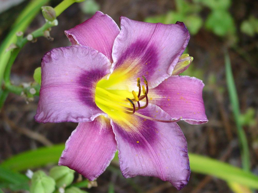 Photo of Daylily (Hemerocallis 'Unique Purple') uploaded by MaryDurtschi