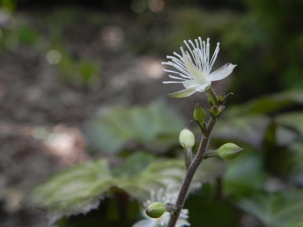 Photo of Beesia (Beesia deltophylla) uploaded by SL_gardener