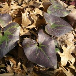 Location: St Louis
Date: 2009-11-14
winter foliage color