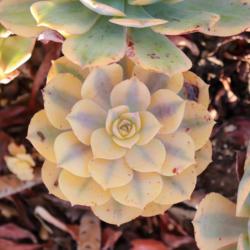 Location: Baja California
Date: 2019-08-17
Extra-variegated sport. Small rosette in mid summer.