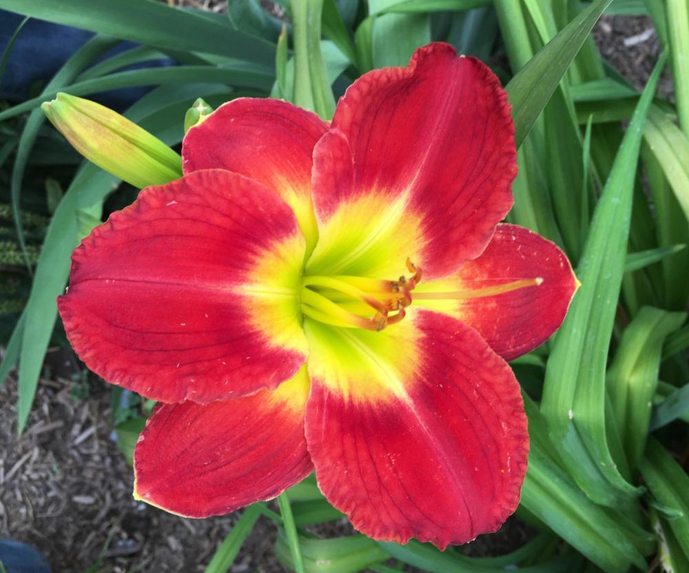 Photo of Daylily (Hemerocallis 'Passion for Red') uploaded by MaryDurtschi