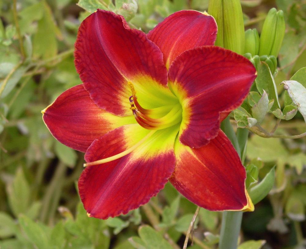 Photo of Daylily (Hemerocallis 'Passion for Red') uploaded by MaryDurtschi