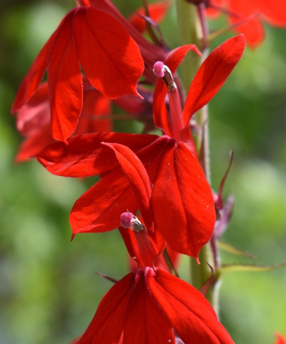 Photo of Cardinal Flower (Lobelia cardinalis) uploaded by SherriRaye