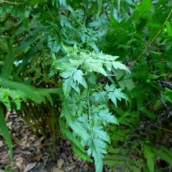 Location: Charleston, SC, growing through a native wood fern
Date: 2019-08-13
I tried to pull this invasive plant up, but only got what was abo