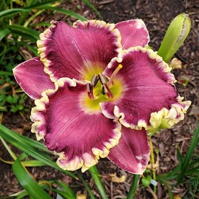 Photo of Daylily (Hemerocallis 'Mission Control') uploaded by Ahead